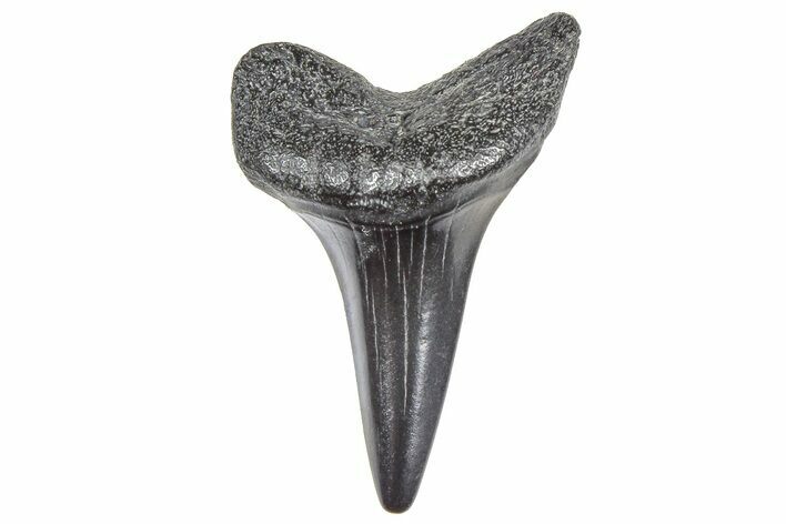 Fossil White Shark Tooth - South Carolina #364384